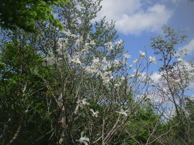 IMG_4226.JPG