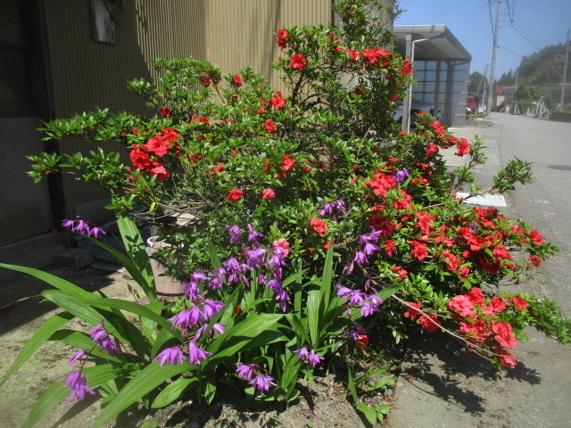 IMG_4375.JPG