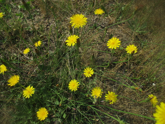 IMG_4473.JPG