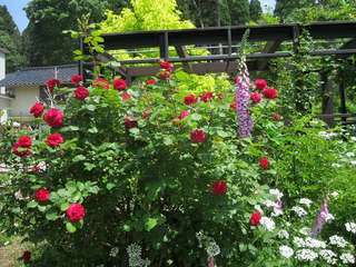 IMG_6895.jpg