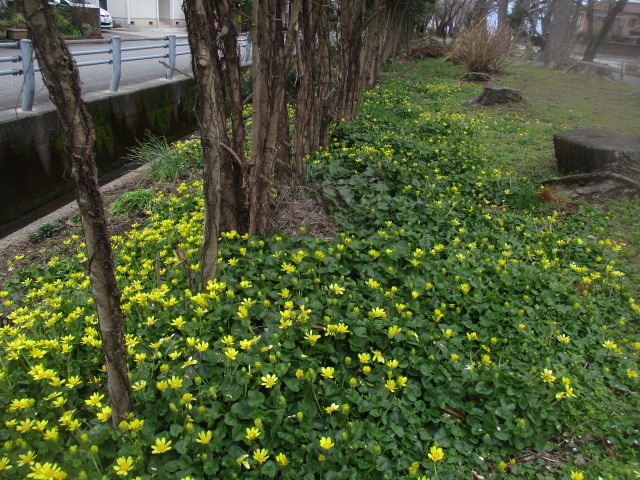 早春の花と青い海: 山男のつぶやき 福田温熱空調（気密測定屋）